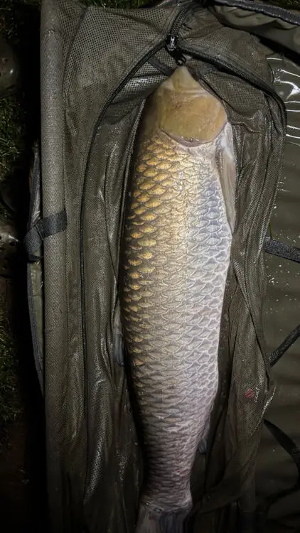 Grass carp - 33lb