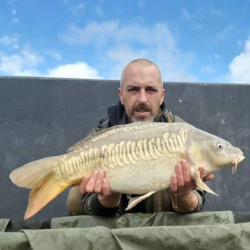 Stews' Gorgeous linear
